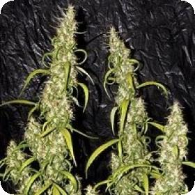 Neville's Haze Regular Seeds Neville's Haze Regular Seeds