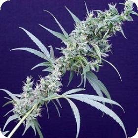 Neville's Haze x Mango Regular Seeds Neville's Haze x Mango Regular Seeds