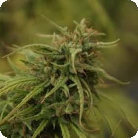 Neville's Skunk Regular Seeds Neville's Skunk Regular Seeds