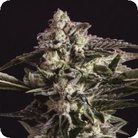 New York City Diesel x SCBDX Feminised Seeds