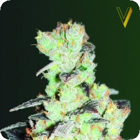 NHL Diesel Feminised Seeds