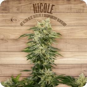 Nicole Feminised Seeds Nicole Feminised Seeds