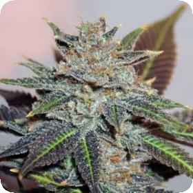 Night Nurse Regular Seeds Night Nurse Regular Seeds