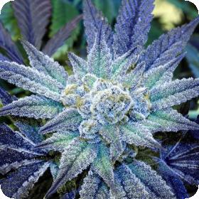 Night Terror OG Regular Seeds