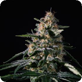 Nightingale High CBD