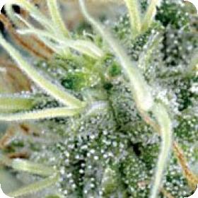 NL5 x Haze Regular Seeds NL5 x Haze Regular Seeds