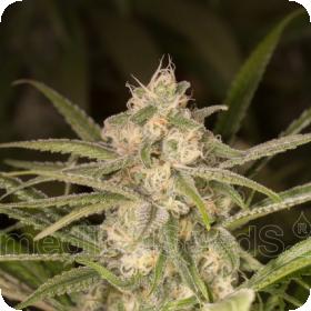 No Name Auto Feminised Seeds