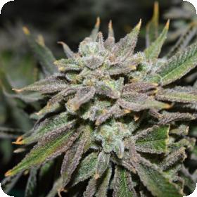 Nomad Regular Seeds Nomad Regular Seeds