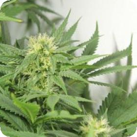 Nordle (Afghan Skunk) Regular Seeds