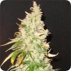 Northern Soul Feminised Seeds Northern Soul Feminised Seeds