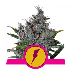 North  Thunderfuck  Feminised  Cannabis  Seeds  Royal  Queen  Cannabis  Seeds 0
