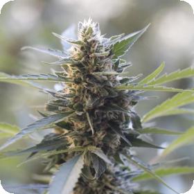 Northern Lights x Skunk Feminised Seeds Northern Lights x Skunk Feminised Seeds