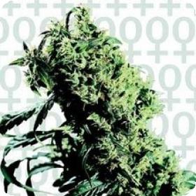NL#5 x Haze Feminised Seeds NL#5 x Haze Feminised Seeds