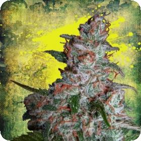 Northern Lights Moc Feminized Ministry Of Cannabis 0
