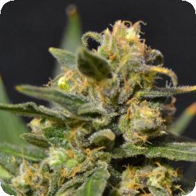 Northern Auto Feminised Seeds Northern Auto Feminised Seeds