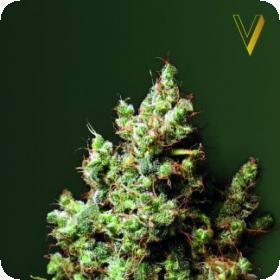 Northern Light Feminised Seeds