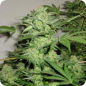 Northern Light Special REGULAR Seeds Northern Light Special REGULAR Seeds