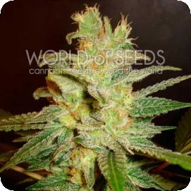Northern Light x Big Bud Early Harvest Feminised Seeds