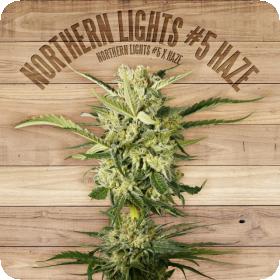 Northern Lights #5 Haze Feminised Seeds Northern Lights #5 Haze Feminised Seeds