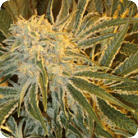 Northern Lights #9 FEMINISED Seeds