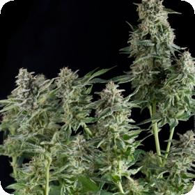 Northern Lights Cbd Feminised Cannabis Seeds Pyramid Cannabis Seeds 0