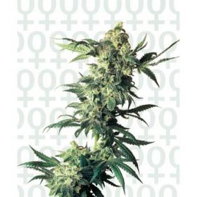 Northern Lights Feminised Seeds Northern Lights Feminised Seeds