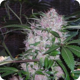 Northern Lights Feminised Seeds Northern Lights Feminised Seeds