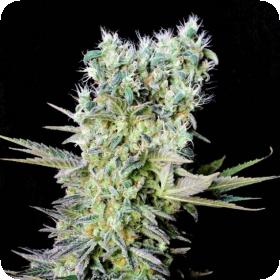 Northern Lights X Feminised Seeds Northern Lights X Feminised Seeds