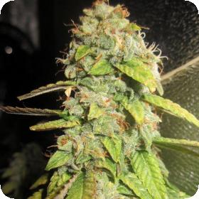 Notorious OG Feminised Seeds Notorious OG Feminised Seeds