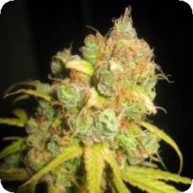 NL5 x Afghan Regular Seeds