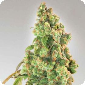 Nurse Lilly CBD Feminised Seeds