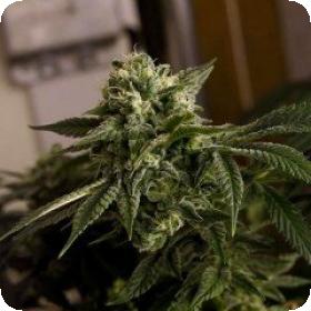 O.D.B (Old Dirty Biker) aka Cheesy Rider Regular Seeds O.D.B (Old Dirty Biker) aka Cheesy Rider Regular Seeds