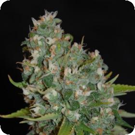 OG13 Feminised Seeds OG13 Feminised Seeds