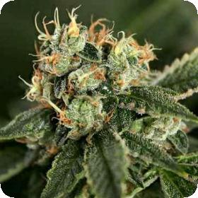 OG Chem Haze Regular Seeds