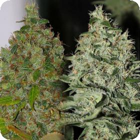 OG Jones Regular Seeds