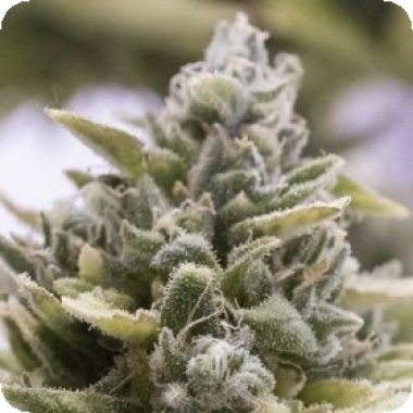 Og Kush Auto Feminised Humboldt 0