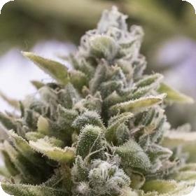 Og Kush Auto Feminised Humboldt 0