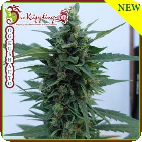OG Kush Auto Feminised Seeds OG Kush Auto Feminised Seeds