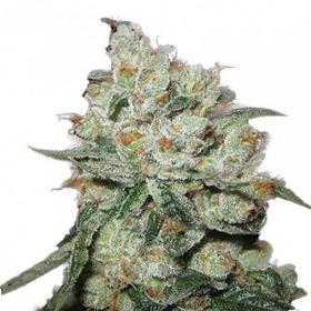 OG Kush Feminised Seeds
