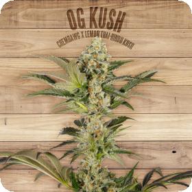 OG Kush Feminised Seeds OG Kush Feminised Seeds