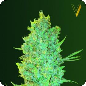 OG Kush Feminised Seeds OG Kush Feminised Seeds