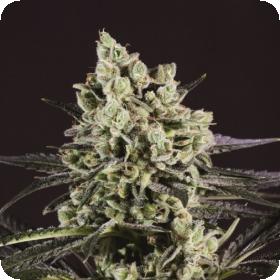 OG Kush x SCBDX Feminised Seeds