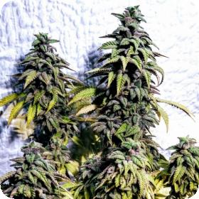 OG Upsetter Regular Seeds OG Upsetter Regular Seeds