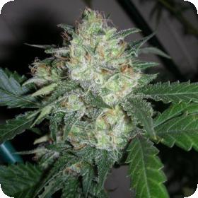 OGiesel Feminised Seeds