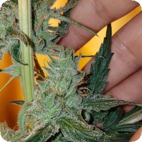 Old School Hazy Jones Feminised Seeds Old School Hazy Jones Feminised Seeds