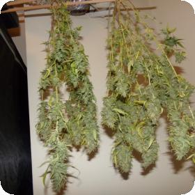 One To One CBD Feminised Seeds One To One CBD Feminised Seeds