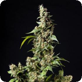 Orange Candy Naranchup Jpg