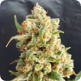 Orange Mania Regular Seeds Orange Mania Regular Seeds