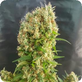 Orange Amnesia Feminised Seeds