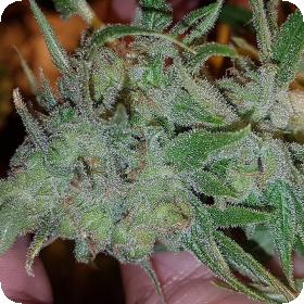 Orange 'N' Mango Feminised Seeds Orange 'N' Mango Feminised Seeds